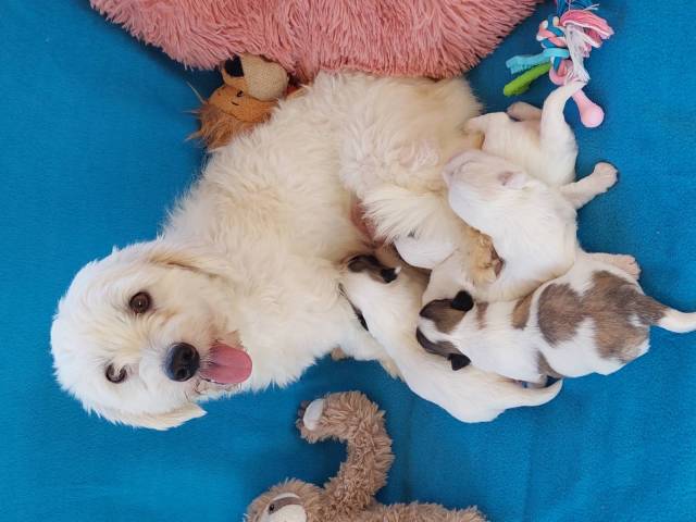 Coton de Tulear