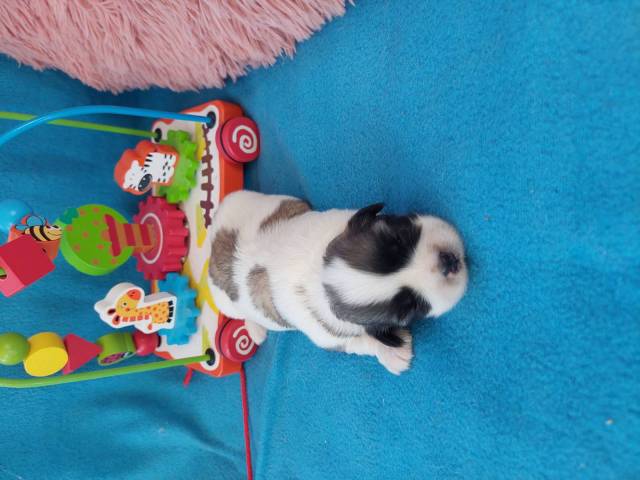 Tylou