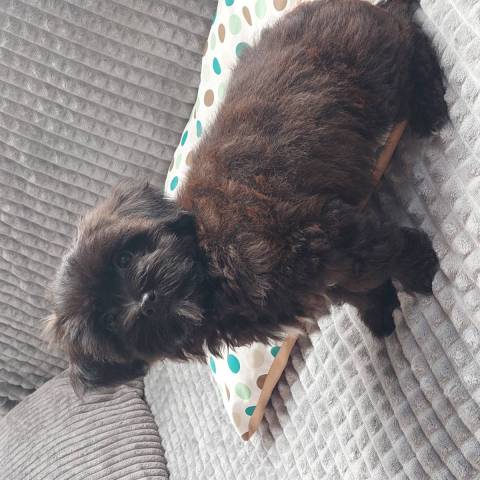 Taz