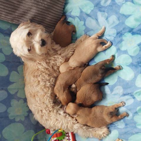 bichon havanais