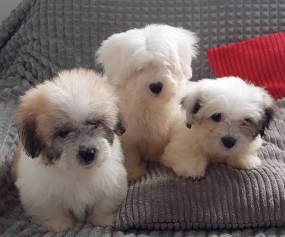 Coton de Tulear