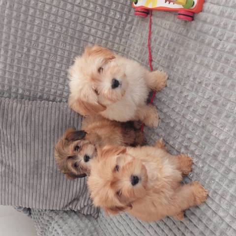 Bichon Havanais