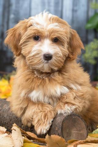Bichon Havanais