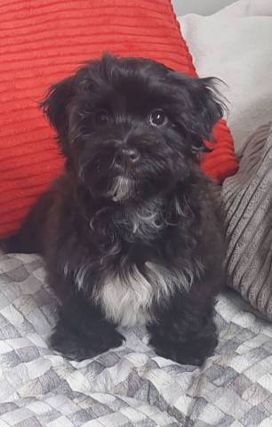 Bichon Havanais