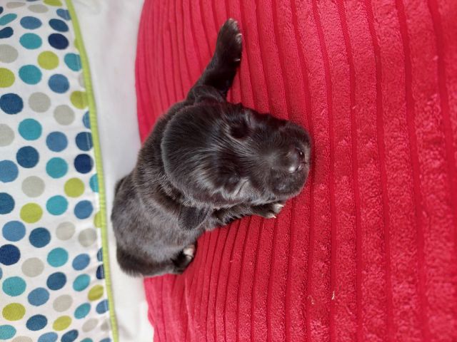 Tony