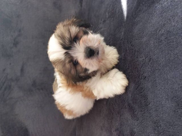 Toy