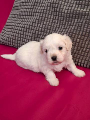 Coton du Tulear
