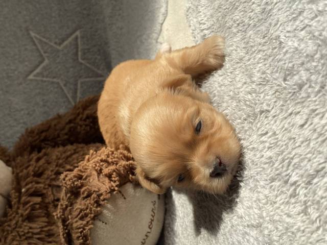 Bichon Havanais