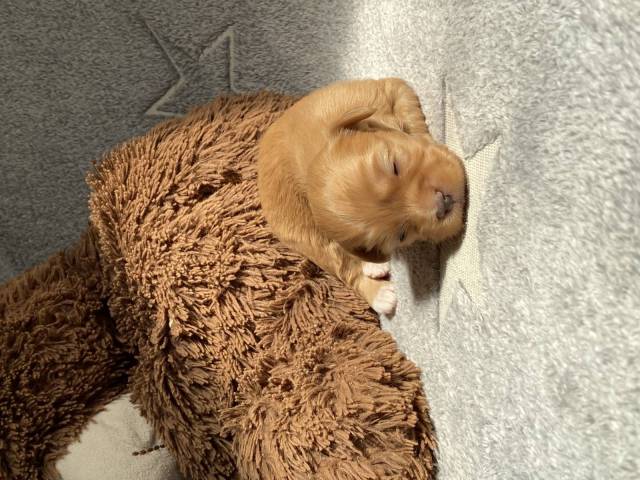 Amber