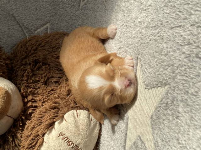 Akira