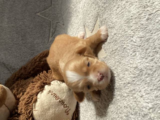 Bichon Havanais