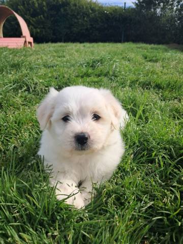Coton du Tulear
