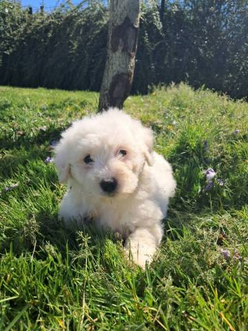 Ava