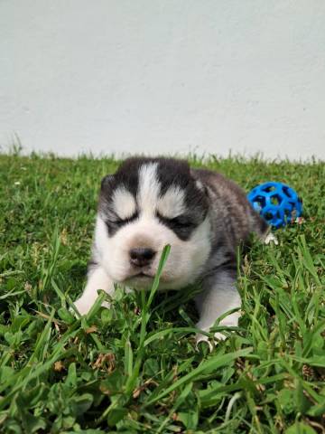 Atlas