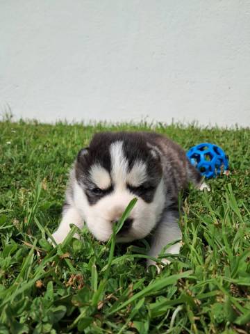 Husky De Sibrie
