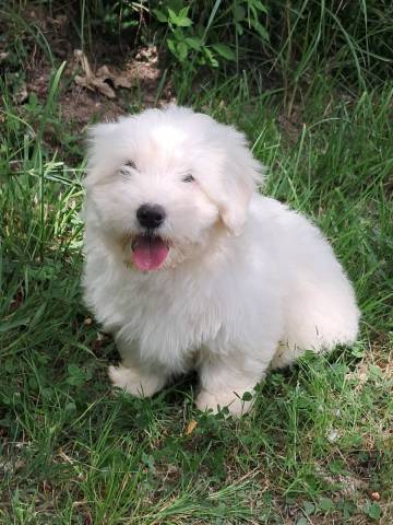 Coton de Tulear