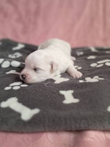 Coton du Tulear