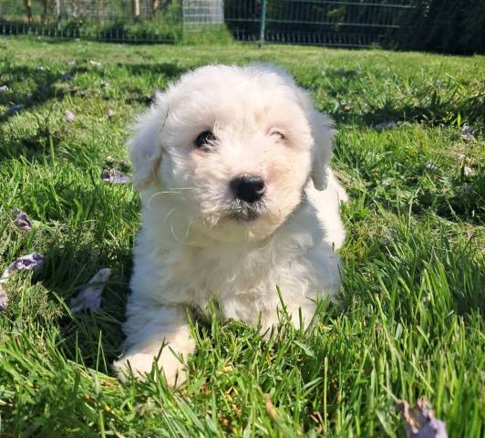 Coton du Tulear