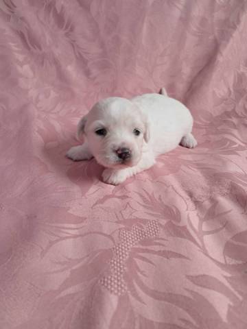 Coton du Tulear