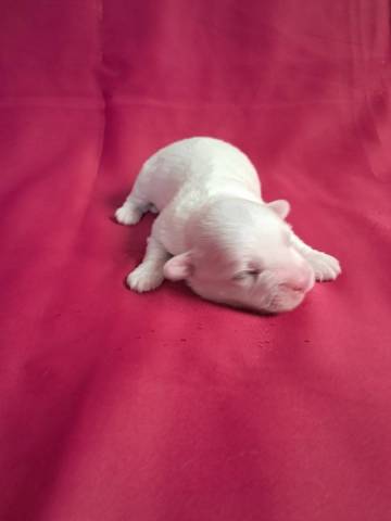 Coton du Tulear