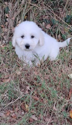 Coton du Tulear