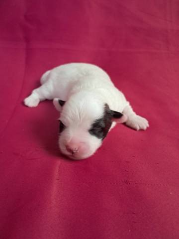 Coton du Tulear