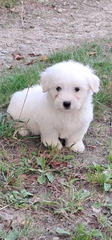 Coton du Tulear