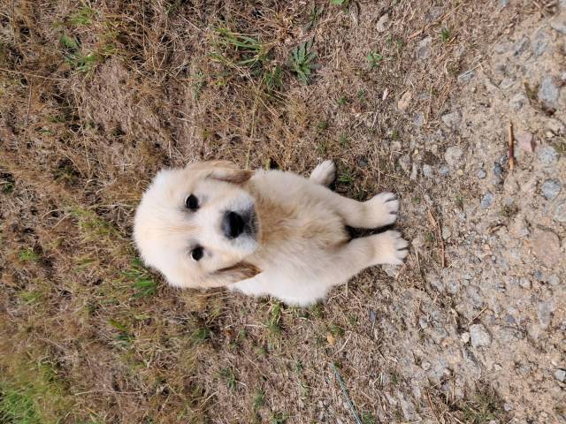Asko