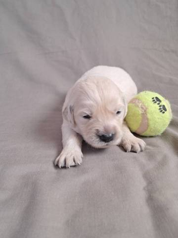 Arwen