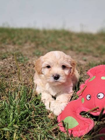 Bichon Havanais