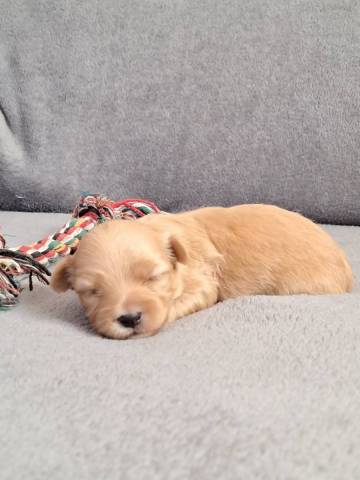 Bichon Havanais