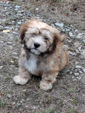 Bichon Havanais