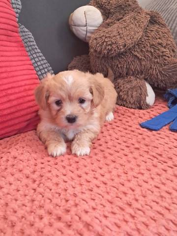 Bichon Havanais