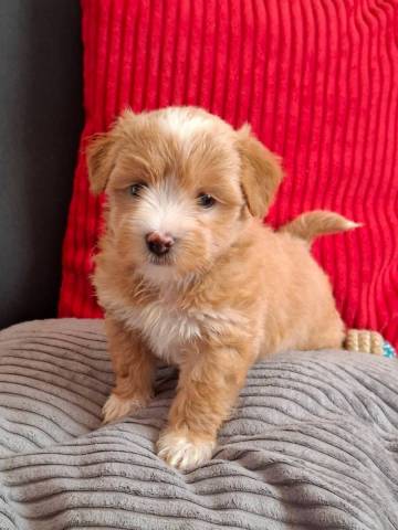 Bichon Havanais