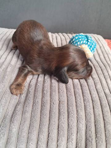 Athos