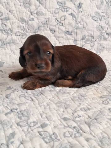 Archie