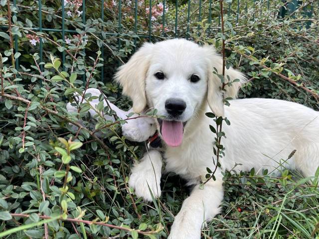 Golden Retriever