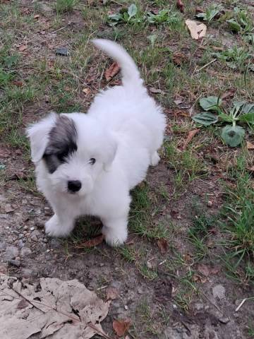 Coton du Tulear