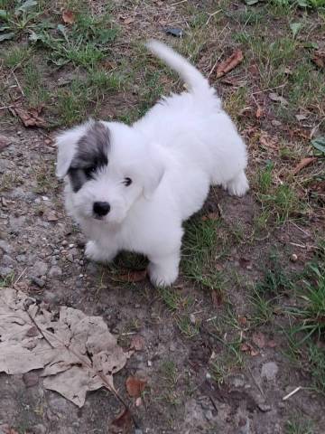 Apollo
