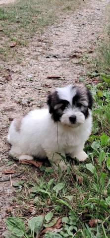 Coton du Tulear