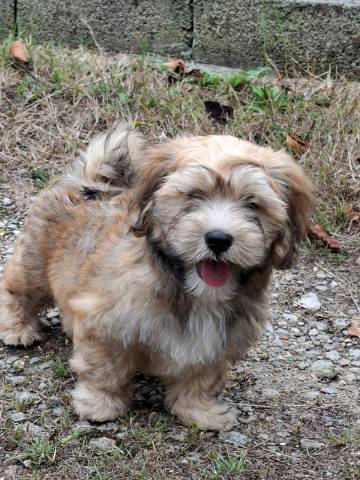 Bichon Havanais