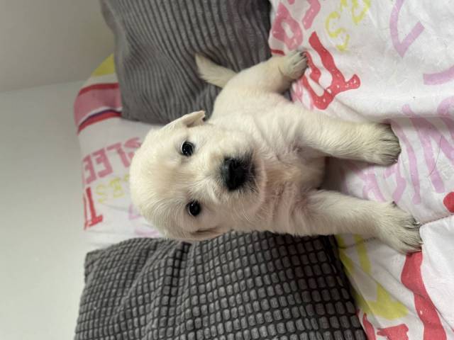 Golden Retriever
