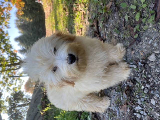 Bichon Havanais