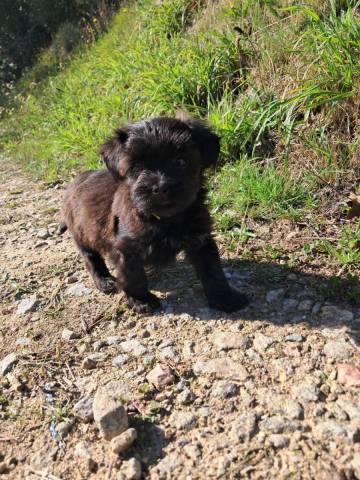 Bichon Havanais