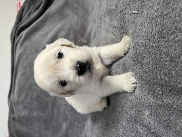 Amigo
