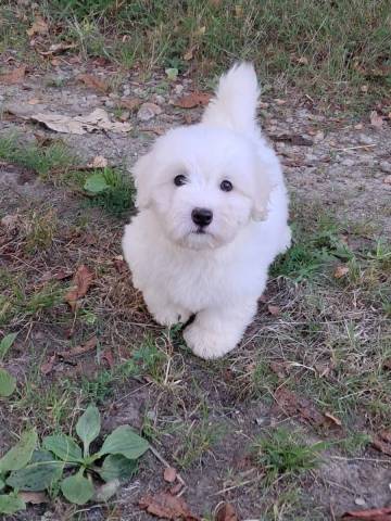 Coton du Tulear