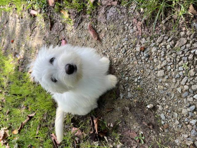 Coton du Tulear