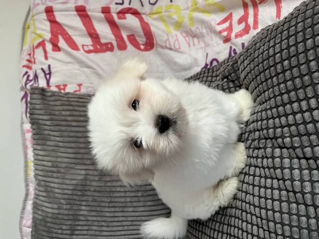 Coton du Tulear