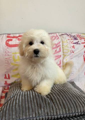 Arlo