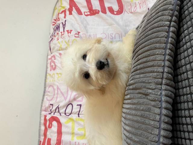 Coton du Tulear